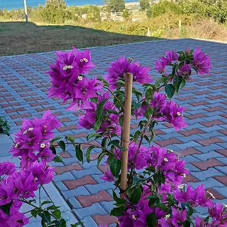 Sol *